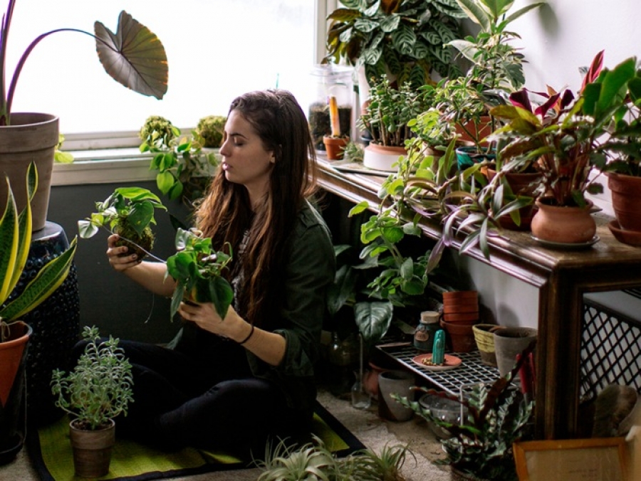 Plantas de la buena suerte para tener en casa